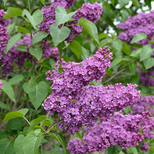 Load image into Gallery viewer, Frank Klager Lilac