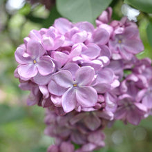 Load image into Gallery viewer, Glory Lilac