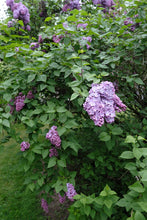 Load image into Gallery viewer, Glory Lilac