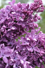 Load image into Gallery viewer, Arch Mckean Lilac