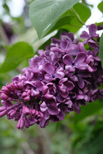 Load image into Gallery viewer, Arch Mckean Lilac