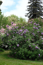 Load image into Gallery viewer, Glory Lilac