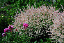 Load image into Gallery viewer, Dappled Willow