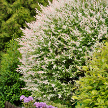 Load image into Gallery viewer, Dappled Willow