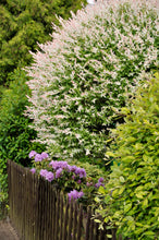 Load image into Gallery viewer, Dappled Willow
