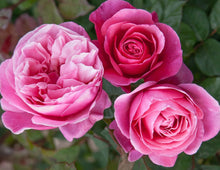 Load image into Gallery viewer, Dee-Lish® Rose