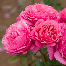 Load image into Gallery viewer, Dee-Lish Rose