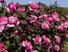 Load image into Gallery viewer, Dee-Lish® Rose