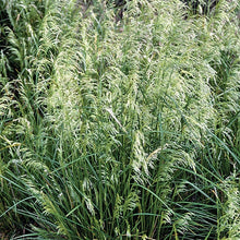 Load image into Gallery viewer, Pixie Fountain Grass