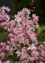 Load image into Gallery viewer, Yuki Cherry Blossom® Deutzia