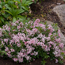 Load image into Gallery viewer, Yuki Cherry Blossom® Deutzia