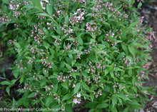 Load image into Gallery viewer, Yuki Cherry Blossom® Deutzia