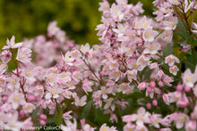 Load image into Gallery viewer, Yuki Cherry Blossom® Deutzia