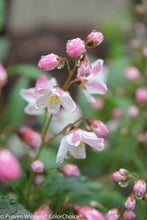 Load image into Gallery viewer, Yuki Cherry Blossom® Deutzia