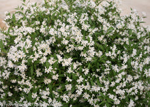 Load image into Gallery viewer, Yuki Snowflake® Deutzia
