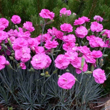Load image into Gallery viewer, Dianthus Tickled Pink