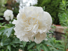 Load image into Gallery viewer, Peony ‘Duchesse de Nemours’ (Bare Root)