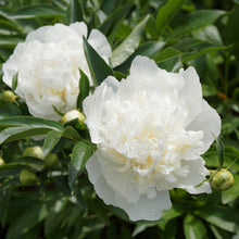Load image into Gallery viewer, Duchesse De Nemours Peony