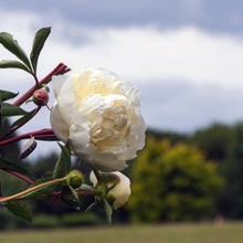 Load image into Gallery viewer, Peony ‘Duchesse de Nemours’ (Bare Root)