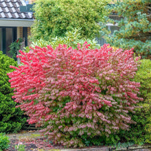Load image into Gallery viewer, Dwarf Burning Bush