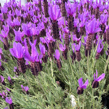 Load image into Gallery viewer, Spanish Lavender 'Otto Quast'