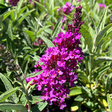 Load image into Gallery viewer, Butterfly Bush ‘Buzz Magenta’