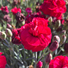 Load image into Gallery viewer, Dianthus Early Bird™ Radiance