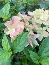 Load image into Gallery viewer, Little Lime® Panicle Hydrangea