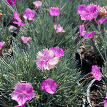 Load image into Gallery viewer, Dianthus 'Neon Star'