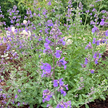 Load image into Gallery viewer, Nepeta 'Walker's Low' Catmint