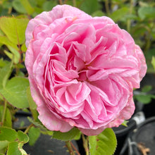 Load image into Gallery viewer, Summer Romance Parfuma® Rose