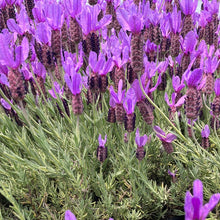 Load image into Gallery viewer, Spanish Lavender 'Otto Quast'