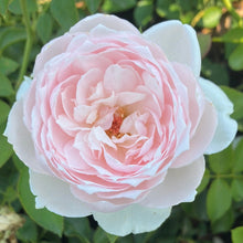 Load image into Gallery viewer, Eden Climber® Rose