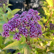 Load image into Gallery viewer, Spirea 'Gold Flame'