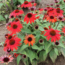 Load image into Gallery viewer, Echinacea ‘Sombrero Sangrita’