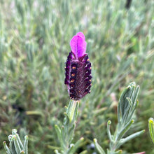 Load image into Gallery viewer, Spanish Lavender 'Otto Quast'