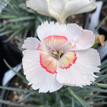 Load image into Gallery viewer, American Pie™ Georgia Peach Dianthus