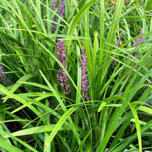 Load image into Gallery viewer, Liriope ‘Super Blue’