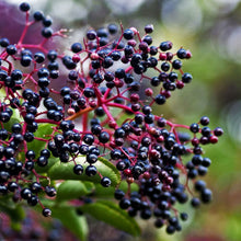 Load image into Gallery viewer, York Elderberry