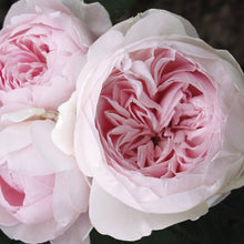 Load image into Gallery viewer, Earth Angel Parfuma Rose