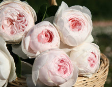 Load image into Gallery viewer, Earth Angel Parfuma Rose