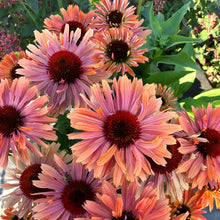Load image into Gallery viewer, Echinacea Fresco™ 'Apricot'