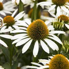 Load image into Gallery viewer, Echinacea ‘White Swan’
