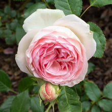 Load image into Gallery viewer, Eden Climber Rose