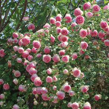 Load image into Gallery viewer, Eden Climber Rose