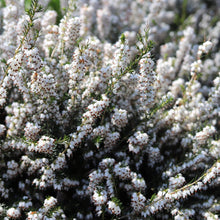 Load image into Gallery viewer, Mediterranean White Winter Heath