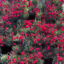 Load image into Gallery viewer, Dianthus Early Bird™ Radiance