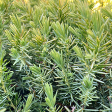 Load image into Gallery viewer, Blue Pacific Shore Juniper