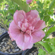 Load image into Gallery viewer, Pink Chiffon® Rose of Sharon