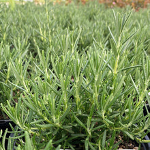 Load image into Gallery viewer, Huntington Carpet Rosemary